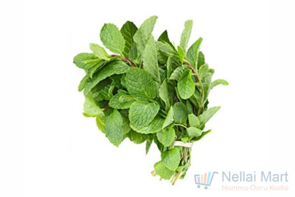 Mint-Pudina-Peppermint-Leaf.jpg