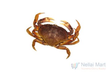 Crab / Nandu / நண்டு
