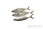 Indian-Mackerel-Ayala.jpg