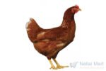 Country Chicken Live (நாட்டு கோழி)