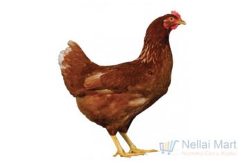 Country Chicken Live (நாட்டு கோழி)