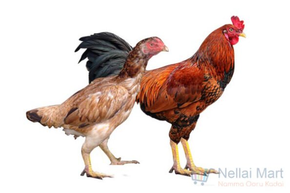 Home Country Chicken Live (வீட்டு நாட்டு கோழி)