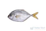 Malabar Trevally / Paarai Meen / பாறை மீன்