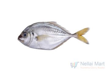 Malabar Trevally / Paarai Meen / பாறை மீன்