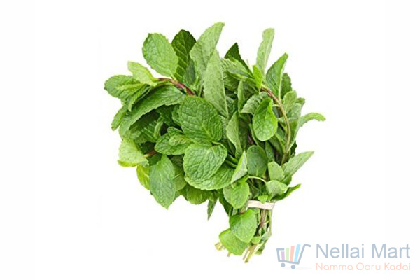 Mint-Pudina-Peppermint-Leaf.jpg