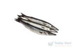 Great Barracuda / Ooli Fish / ஊளி மீன் (Small)