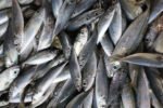Sardines-Chaalai-Mathi-Chaa.jpg