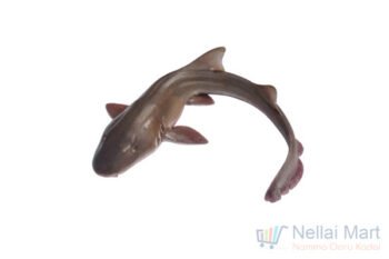 Shark Fish / Sura Meen / சுறா மீன்