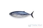 Tuna-soorai-fish.jpg