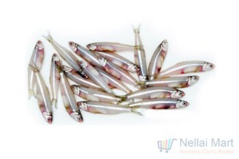 Anchovy / Nethili / நெத்திலி