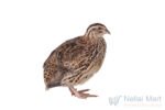 Quail (Kaadai) 1pc